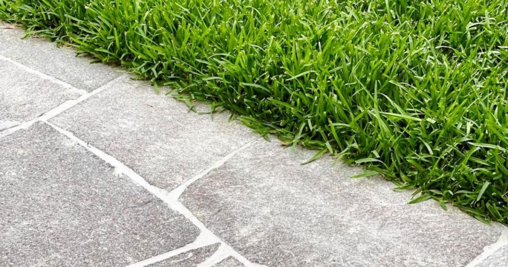 Is Buffalo Grass the Eco-Friendly Choice? Water, Energy & Environmental Benefits