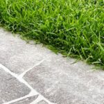 Is Buffalo Grass the Eco-Friendly Choice? Water, Energy & Environmental Benefits